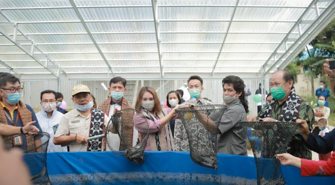 Masa Reses,Yessy Melania Hadiri Panen Ikan Lele Budidaya Bioflok di Yayasan SLB Bakti Luhur Nanga Pinoh
