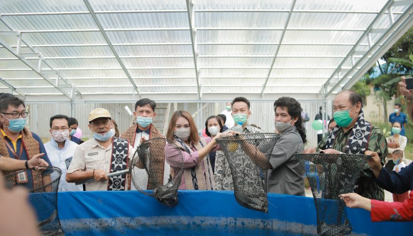 Masa Reses,Yessy Melania Hadiri Panen Ikan Lele Budidaya Bioflok di Yayasan SLB Bakti Luhur Nanga Pinoh