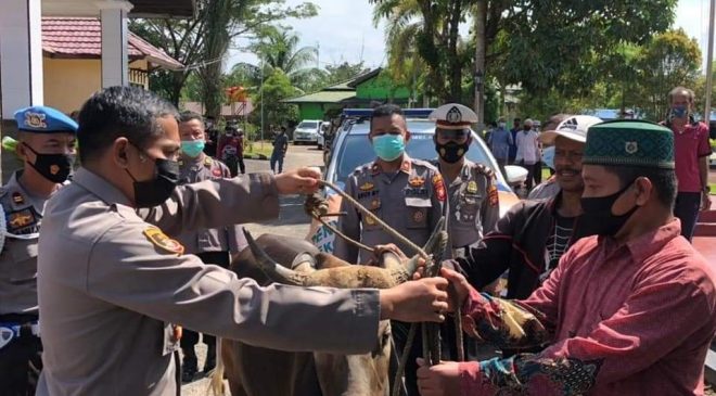 8 Ekor Hewan Kurban Diserahkan Kapolres Melawi Kepada Masjid dan Ponpes