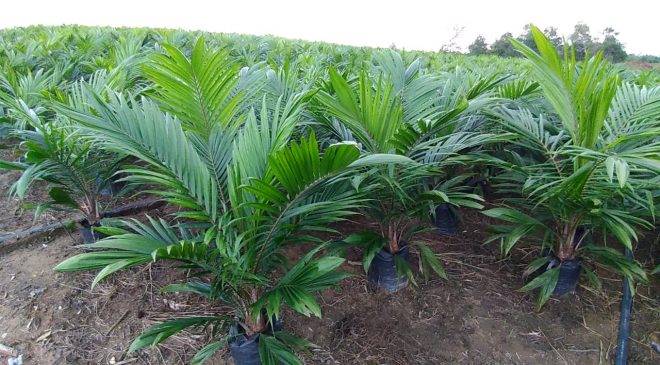 129 Ribu Bibit Siap Tanam  Telah Disiapkan CV Belaban Mekar Untuk PSR KUD Bale Yotro