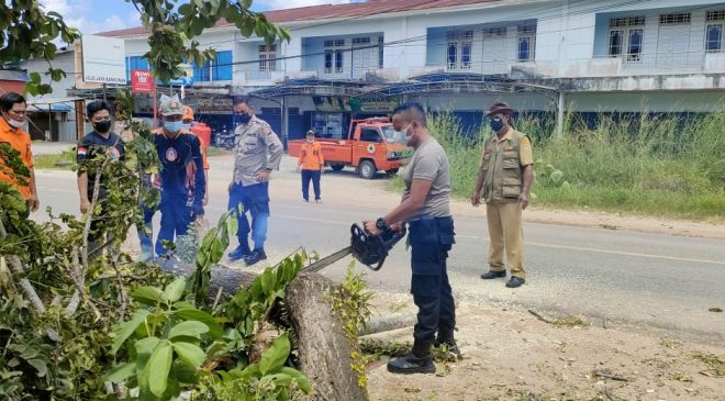Polsek Nanga Pinoh Bersama BPBD di Bantu Warga Membersihkan Pohon Tumbang Di Jalan