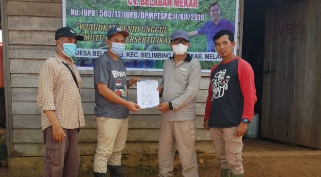 UPSBP Provinsi Kalbar Kembali Lakukan Sertifikasi dan Labelisasi Bibit Kelapa Sawit CV Belaban Mekar Tahap Akhir
