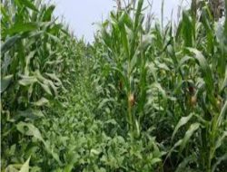 Kementan RI Wujudkan “Smart Farming”