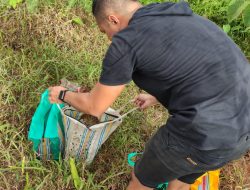 Kabur Saat Digrebek Polisi, Pelaku Judi Sabung Ayam Di Kubu Raya Tinggalkan 7 Ekor Ayam
