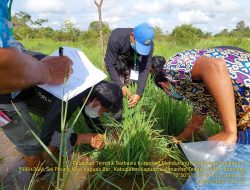 Widyaiswara BBPP Binuang Ajak Petani  Monitoring Hama Di Kawasan Food Estate