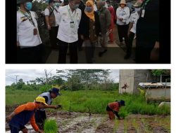 Petani di Lahan Food Estate Kalteng Diperkenalkan Padi Hibrida Suppadi 89 Melalui Demplot