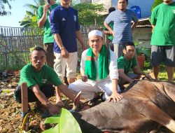 SMSI Kabupaten Bekasi Qurban 2 Hewan Sapi
