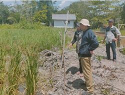 Dukung Pengembangan Varietas Lokal di Kalteng, Kementan RI Kembangkan Beras Merah Varietas Sakakajang di Pulang Pisau