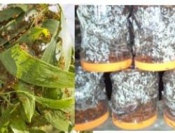 Kajiwidya Budidaya Semut Angkrang Tingkatkan Produktifitas Pertanian