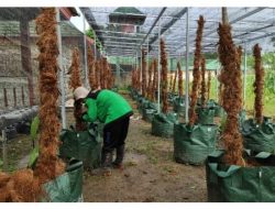 BBPP Binuang Kembangkan Tanaman Vanili