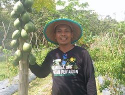 Agus Basuki Petani Milenial Balikpapan Berhasil Kembangkan Pepaya Termanis se-Indonesia
