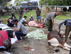 Idul Adha 1444 H, Polres Melawi Kurban 3 Ekor Sapi dan 2 Ekor Kambing