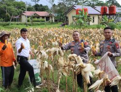 Meskipun Hujan Gerimis, Kapolres AKBP Harris Tetap Pimpin Panen Jagung di Lahan Polres Melawi