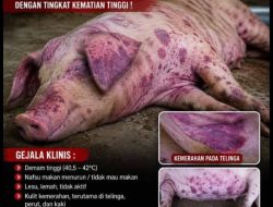 Virus ASF Merebak, Peternak Babi di Melawi Rugi Minta Dinas Terkait Segera Bertindak